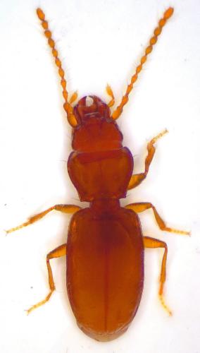 Réf. 199 589 : Anillus caecus caecus